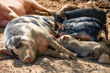 Pig mother with her little piglets in the pen at the farm