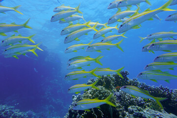 Fototapeta na wymiar Beautiful Fish Swimming In The Red Sea In Egypt. Blue Water. Relaxed, Hurghada, Sharm El Sheikh,Animal, Scuba Diving, Ocean, Under The Sea, Underwater Photography, Snorkeling, Tropical Paradise.