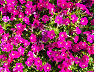 Bushes of pink petunia flowers with green leaves