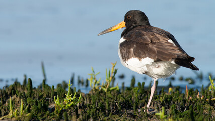 Oystercatcher warms up in the early morning in the wadden area during sunrise, water. in the beautiful protected nature area Het Oerd on the Wadden island of Ameland in the Netherlands