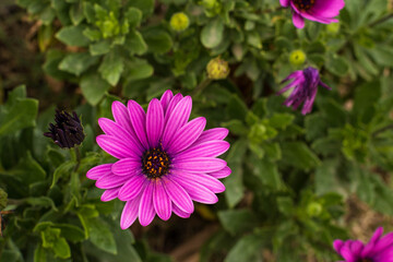 Obraz premium purple flowers in spring