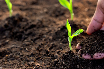 Corn seedlings are growing from fertile ground.