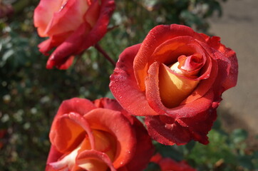 Orange blend Flower of Rose 'Leonidas' in Full Bloom
