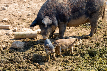 Pig mother with her little piglets in the pen at the farm