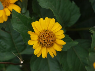 Yellow flower