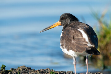 Oystercatcher warms up in the early morning in the wadden area during sunrise, water. in the beautiful protected nature area Het Oerd on the Wadden island of Ameland in the Netherlands