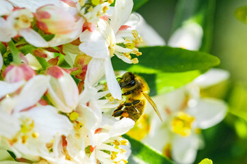 Bee: Honey Bee collecting pollen on wild flowers. Closeup details of small insect. Endangered wildlife in the UK. Natural background.