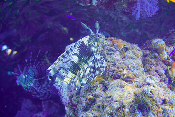 Beautiful Lion Fish Swimming In The Red Sea In Egypt. Blue Water. Lionfish, Hurghada, Sharm El Sheikh,Animal, Scuba Diving, Ocean, Under The Sea, Underwater Photography, Snorkeling, Tropical Paradise.