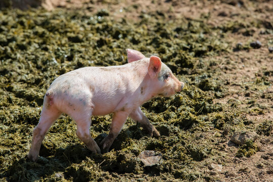 Little piglets on a livestock farm on a summer day