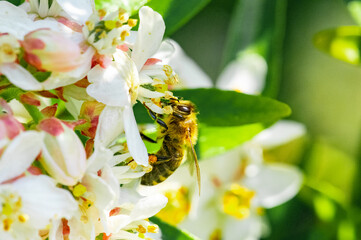 Bee: Honey Bee collecting pollen on wild flowers. Closeup details of small insect. Endangered wildlife in the UK. Natural background.