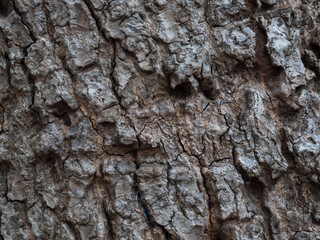 Close up brown wood texture background for nature concept.