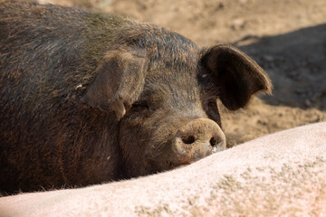 Fototapeta premium Piglets on a summer day at the farm are sleeping