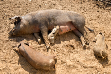 Pig mother with her little piglets in the pen at the farm