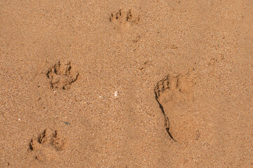 Fototapeta na wymiar Dog and human footstep prints close together in wet sea sand