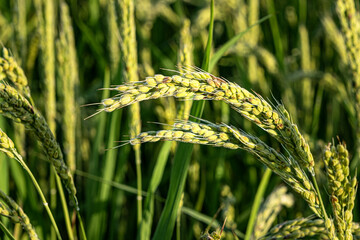 Green rice ears in a paddy cultivation field. Food industry background.