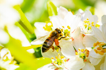 Bee: Honey Bee collecting pollen on wild flowers. Closeup details of small insect. Endangered wildlife in the UK. Natural background.