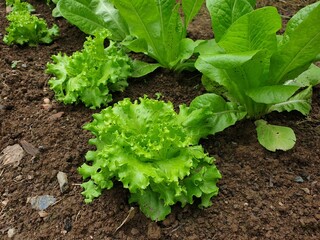 Growing different types of Field of green lettuce vegetables