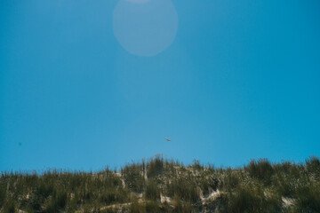 Dune edge overgrown with rough dune grass, seagull flies by. In the beautiful protected nature area on the Wadden island of Ameland in the Netherlands
