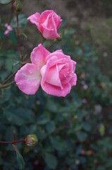 Light Pink Flower of Rose 'Lilibet' in Full Bloom
