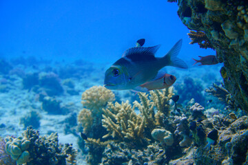 Beautiful Fish Swimming In The Red Sea In Egypt. Blue Water. Relaxed, Hurghada, Sharm El Sheikh,Animal, Scuba Diving, Ocean, Under The Sea, Underwater Photography, Snorkeling, Tropical Paradise.