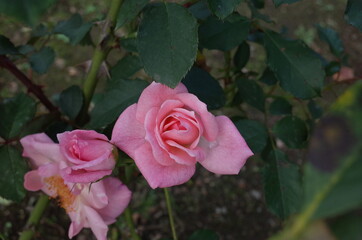 Light Pink Flower of Rose 'Lilibet' in Full Bloom
