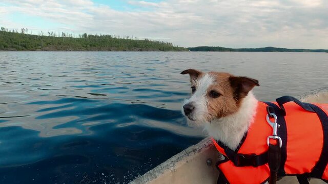 dog in the wooden boat. Jack russell terrier in a life jacket on the lake