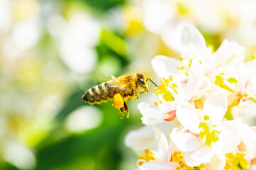 Bee: Honey Bee collecting pollen on wild flowers. Closeup details of small insect. Endangered wildlife in the UK. Natural background.