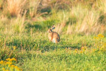 Wild hare in the grass dunes during the sunset on Ameland in the Netherlands, Dutch wildlife, nature photo