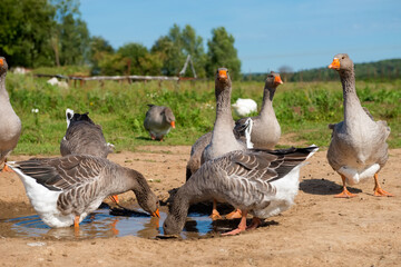 White geese on a summer day at the farm lake
