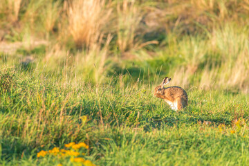 Naklejka na ściany i meble Wild hare in the grass dunes during the sunset on Ameland in the Netherlands, Dutch wildlife, nature photo