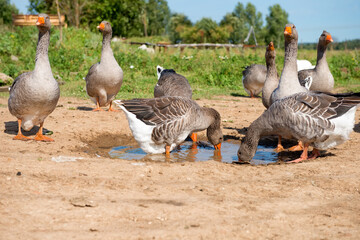 White geese on a summer day at the farm lake