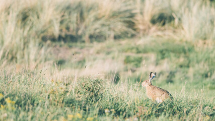Obraz na płótnie Canvas Wild hare in the grass dunes during the sunset on Ameland in the Netherlands, Dutch wildlife, nature photo
