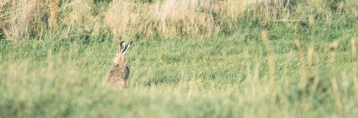 Wild hare in the grass dunes during the sunset on Ameland in the Netherlands, Dutch wildlife, nature photo