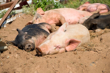 Piglets on a summer day at the farm are sleeping