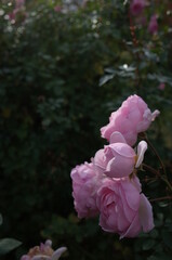 Light Pink Flower of Rose 'Lovely Meilland' in Full Bloom
