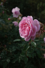 Light Pink Flower of Rose 'Lovely Meilland' in Full Bloom
