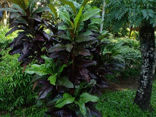 Croton ornamental plants suitable for planting in front of the house © adehan