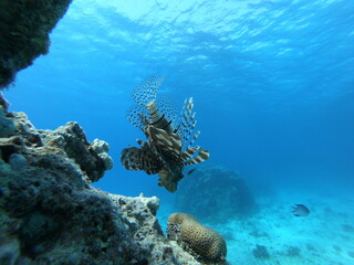 Beautiful Lion Fish Swimming In The Red Sea In Egypt. Blue Water. Relaxed, Hurghada, Sharm El Sheikh,Animal, Scuba Diving, Ocean, Under The Sea, Underwater Photography, Snorkeling, Tropical Paradise.