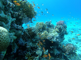 Fototapeta na wymiar Beautiful Coral Reef With Many Goldfishes In The Red Sea In Egypt. Blue Water, Hurghada, Sharm El Sheikh,Animal, Scuba Diving, Ocean, Under The Sea, Underwater, Snorkeling, Tropical Paradise, Goldfish