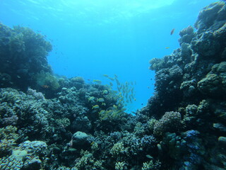 Naklejka na ściany i meble Beautiful Coral Reef With Many Fishes In The Red Sea In Egypt. Colorful, Blue Water, Hurghada, Sharm El Sheikh,Animal, Scuba Diving, Ocean, Under The Sea, Underwater, Snorkeling, Tropical Paradise,