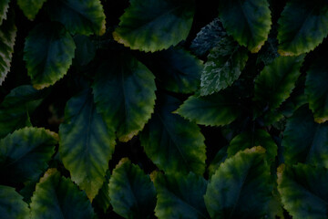 Top view leaf background.Green leaves color tone dark in the morning.Tropical Plant in...