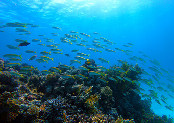 Fototapeta na wymiar Beautiful Coral Reef With Many Fishes In The Red Sea In Egypt. Colorful, Blue Water, Hurghada, Sharm El Sheikh,Animal, Scuba Diving, Ocean, Under The Sea, Underwater, Snorkeling, Tropical Paradise,