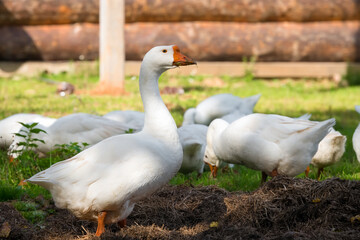White geese walk on the territory of a livestock farm on a summer day