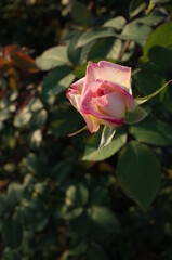 Pink and White Flower of Rose 'Madame Hide' in Full Bloom
