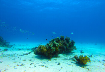 Beautiful Coral Reef With Many Fishes In The Red Sea In Egypt. Colorful, Blue Water, Hurghada,...