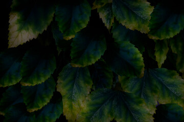 Top view leaf background.Green leaves color tone dark in the morning.Tropical Plant in...