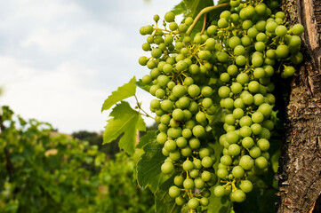 young green grapes on vine