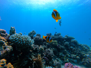 Fototapeta na wymiar Beautiful Coral Fish Nemo Swimming In The Red Sea In Egypt. Finding Nemo, Blue Water, Hurghada, Sharm El Sheikh,Animal, Scuba Diving, Ocean, Under The Sea, Underwater,, Snorkeling, Tropical Paradise.