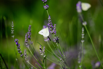 One small butterfly on blue lavender flowers in a sunny summer day in Scotland, United Kingdom, with selective focus, beautiful outdoor floral background.
