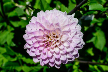Close up of many beautiful large light pink dahlia flowers in full bloom on blurred green background, photographed with soft focus in a garden in a sunny summer day.